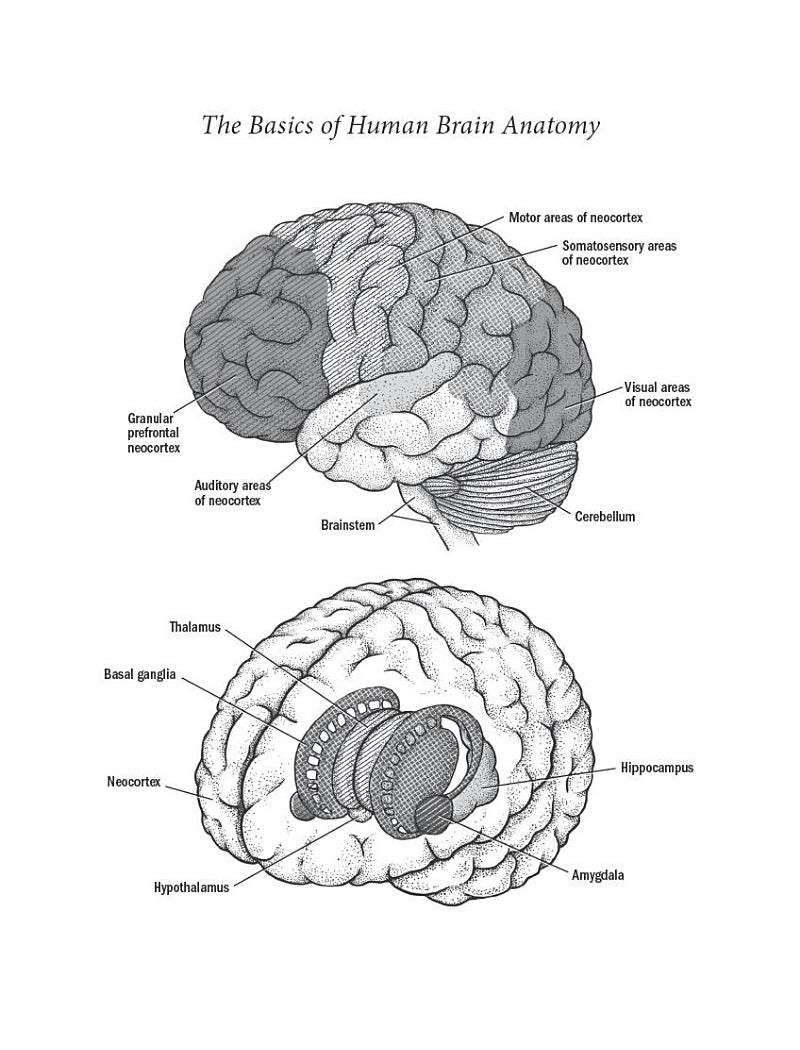 A Brief History of Intelligence (Max S. Bennett)-History and Archaeology-買書書 BuyBookBook