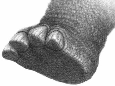 大樹的祕密+雨果的祕密(套書加贈月下的新生帆布袋)-Children’s / Teenage fiction: Science fiction-買書書 BuyBookBook