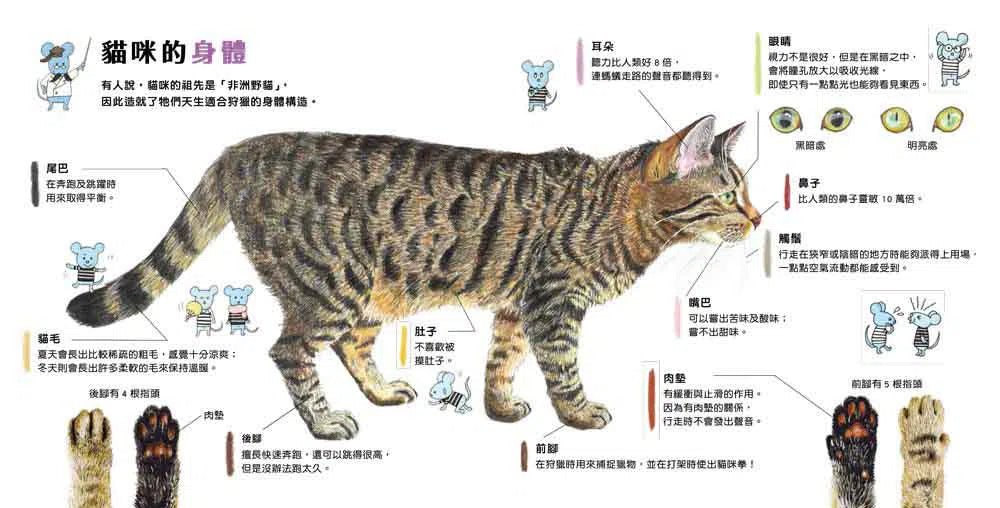 貓咪亮相了!-非故事: 動物植物 Animal & Plant-買書書 BuyBookBook