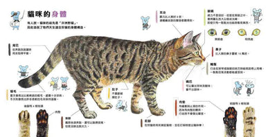 貓咪亮相了!-非故事: 動物植物 Animal & Plant-買書書 BuyBookBook