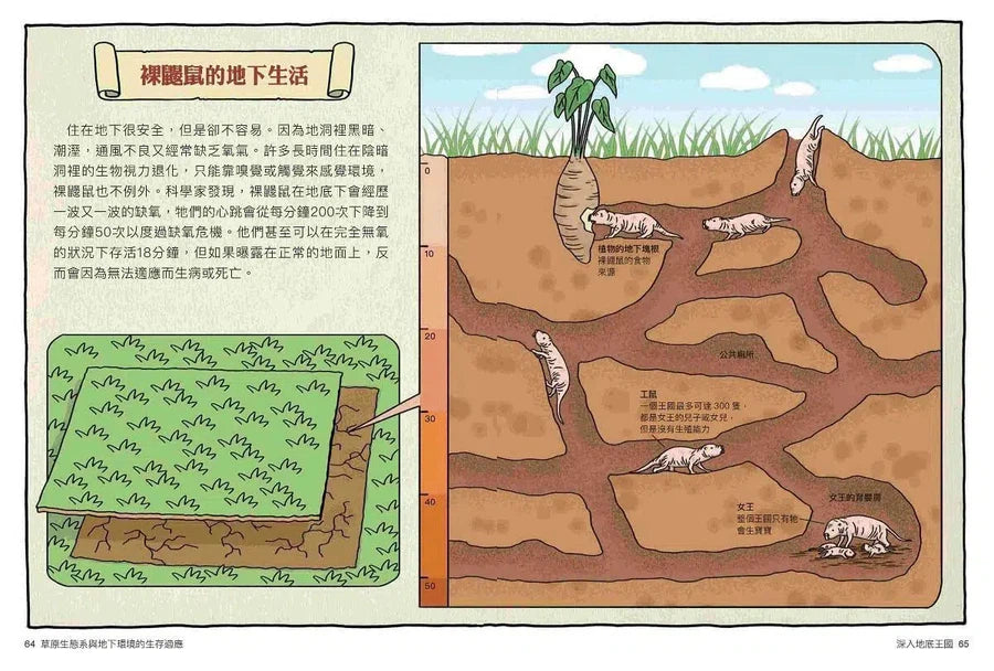 達克比辦案11-15集套書(共五冊)-非故事: 常識通識 General Knowledge-買書書 BuyBookBook