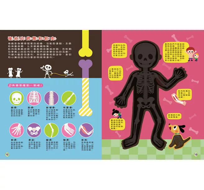 探照燈找一找:透視身體大解密