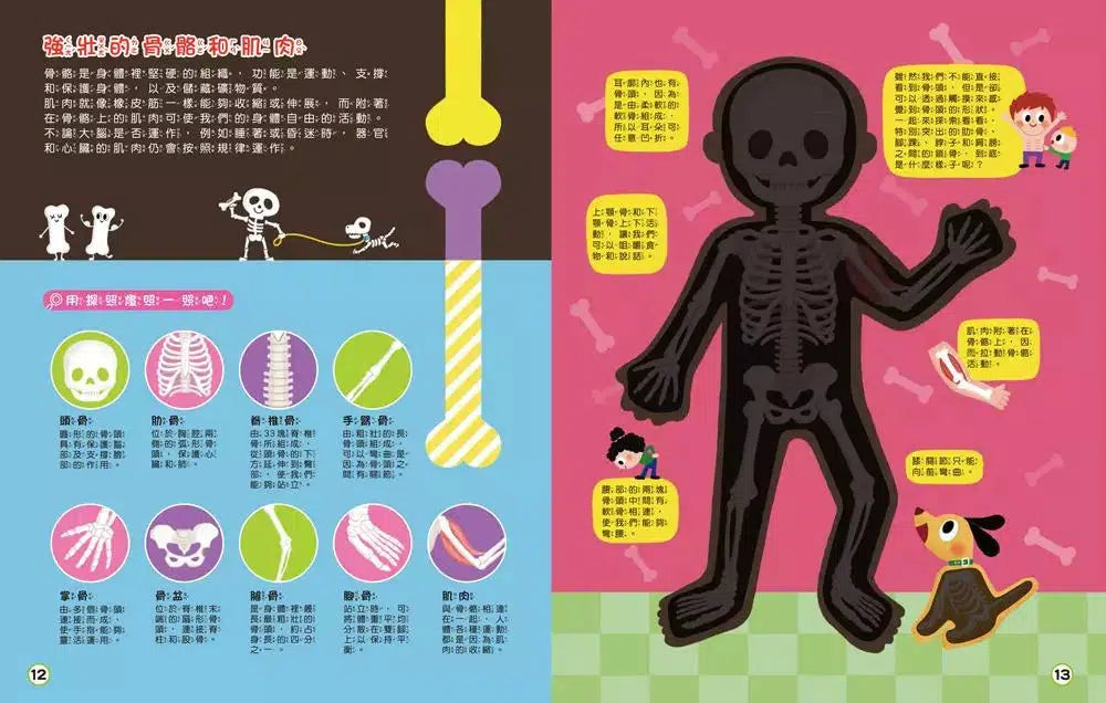 探照燈找一找:透視身體大解密-非故事: 參考百科 Reference & Encyclopedia-買書書 BuyBookBook