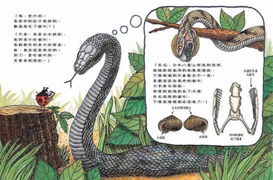 蟲蟲週刊特別報導 蝸牛哪裡去了?-非故事: 動物植物 Animal & Plant-買書書 BuyBookBook