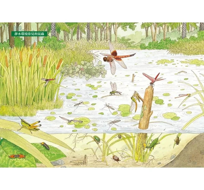 昆蟲觀察入門-非故事: 動物植物 Animal & Plant-買書書 BuyBookBook