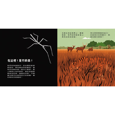登登登!透光Show-動物的偽裝術