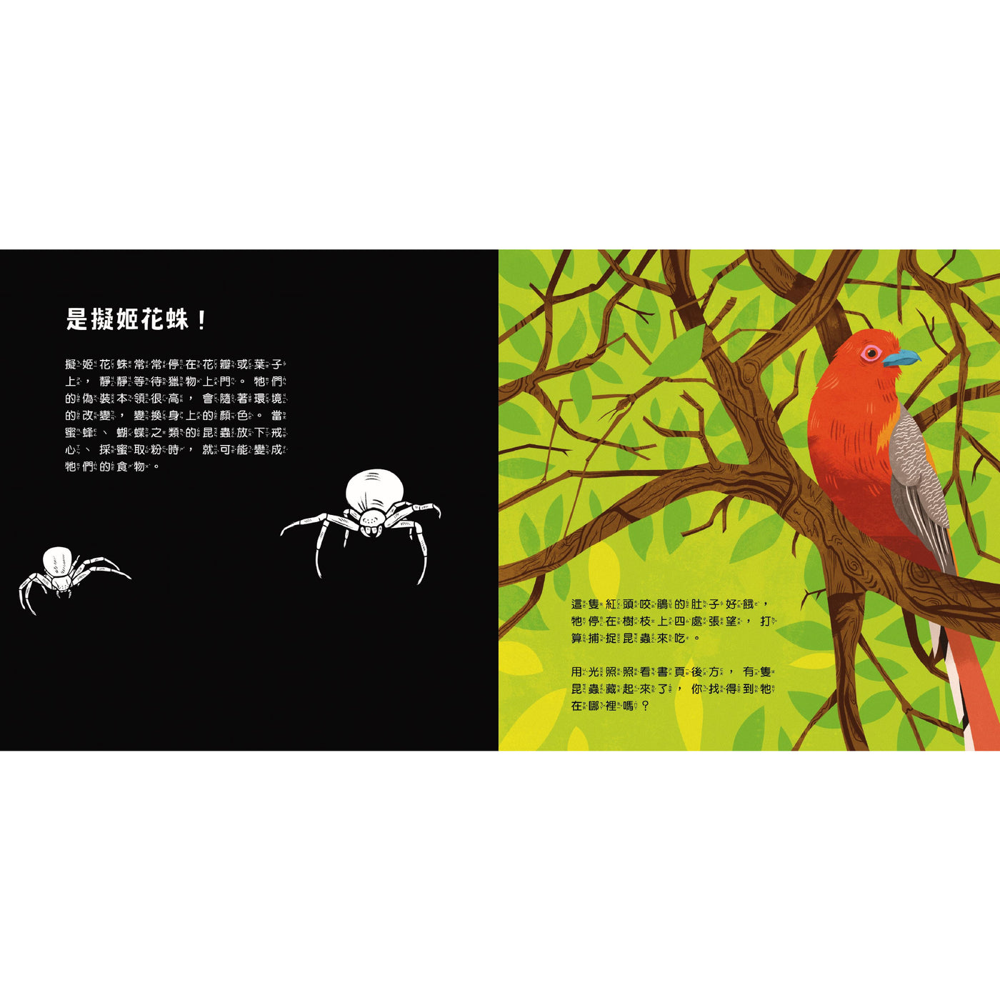 登登登!透光Show-動物的偽裝術