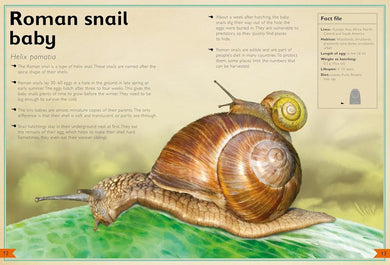 The Magnificent Book of Baby Animals (Barbara Taylor)-Children’s / Teenage general interest: Nature and animals-買書書 BuyBookBook