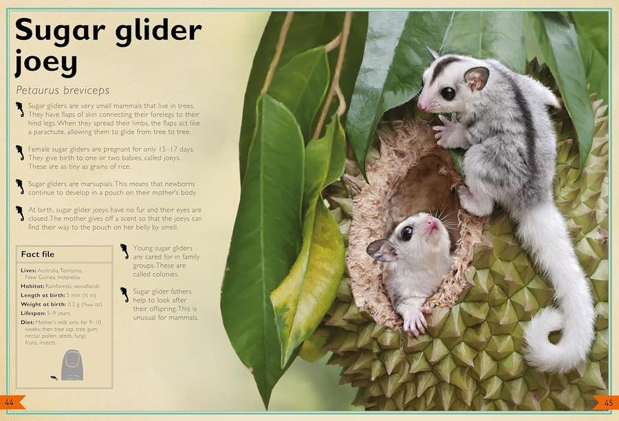 The Magnificent Book of Baby Animals (Barbara Taylor)-Children’s / Teenage general interest: Nature and animals-買書書 BuyBookBook