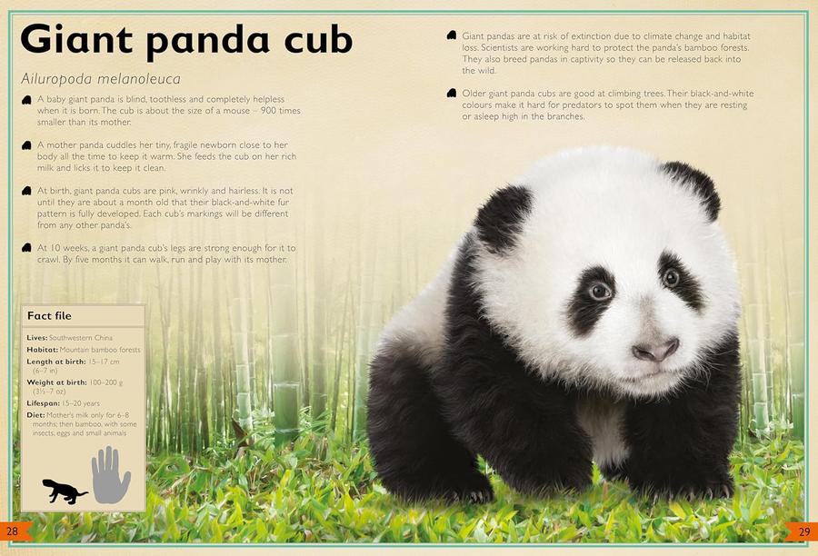 The Magnificent Book of Baby Animals (Barbara Taylor)-Children’s / Teenage general interest: Nature and animals-買書書 BuyBookBook