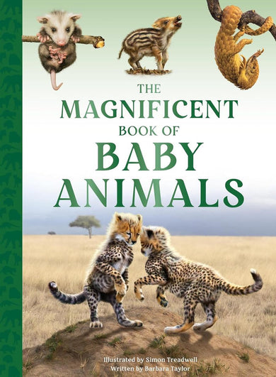 The Magnificent Book of Baby Animals (Barbara Taylor)-Children’s / Teenage general interest: Nature and animals-買書書 BuyBookBook