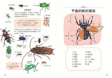 昆蟲解剖書:超過500幅手繪插圖,帶你探索最漂亮、最奇怪、最有趣的蟲蟲世界【限量贈送:作者手繪昆蟲透卡】 平裝書 Paperback