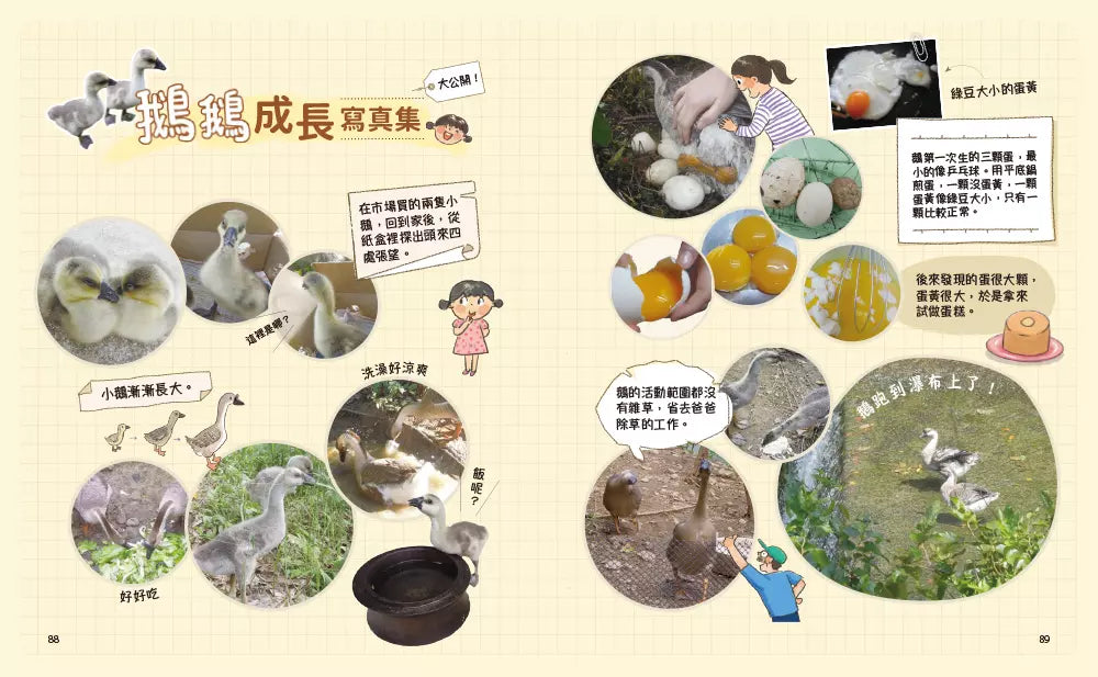 崔崔的山居小日子:養鵝記-故事: 橋樑章節 Early Readers-買書書 BuyBookBook