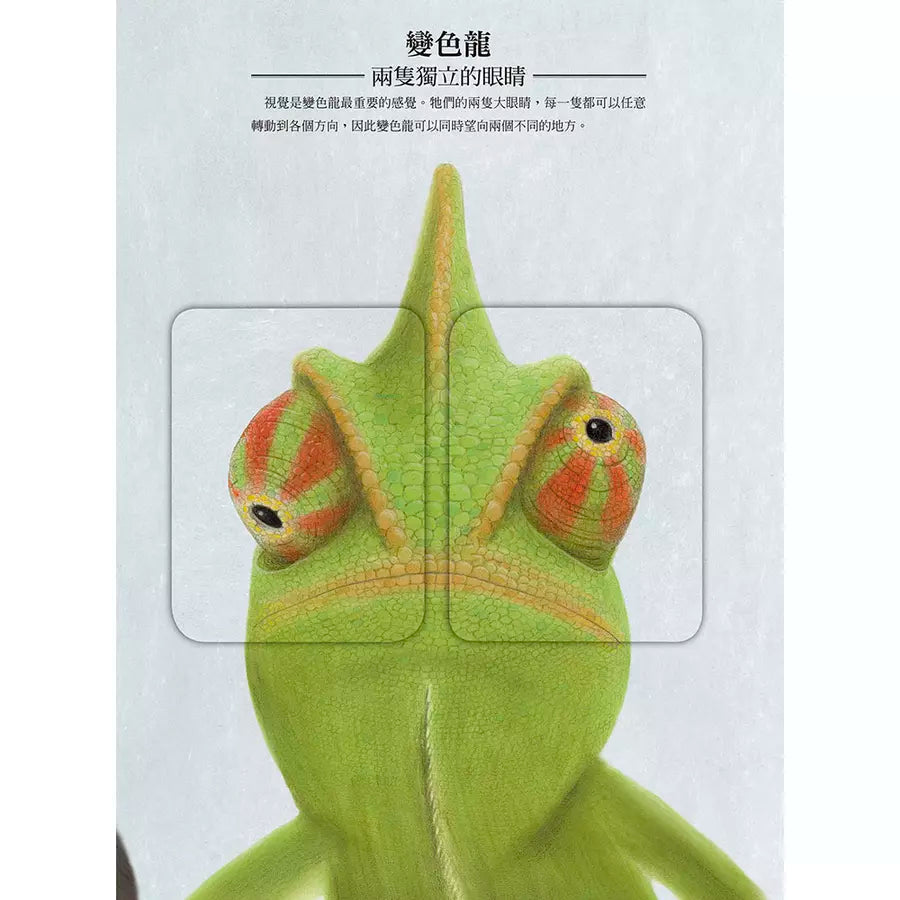 動物眼中的世界(典藏新裝版)(紀堯姆.杜帕)-非故事: 動物植物 Animal & Plant-買書書 BuyBookBook