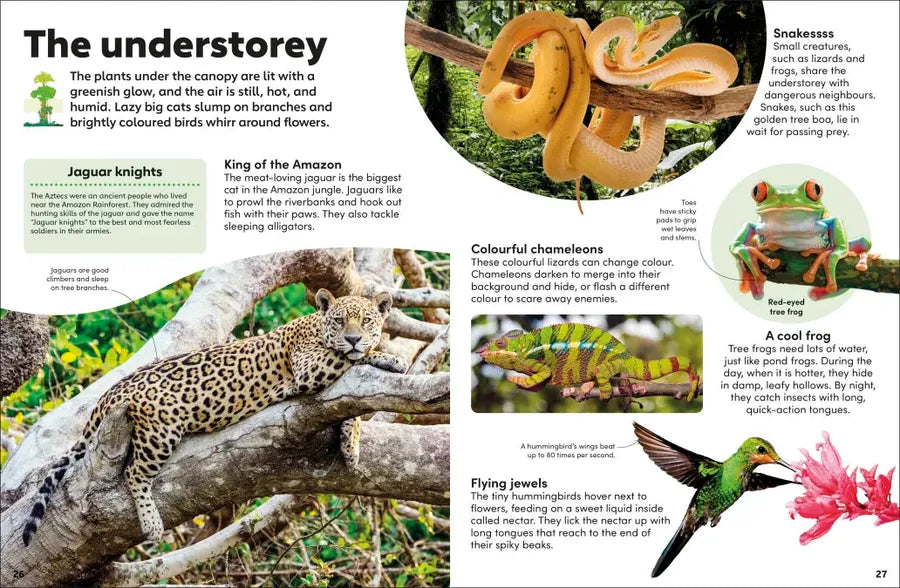 Eyewonder Rainforest-Children’s / Teenage general interest: Nature and animals-買書書 BuyBookBook