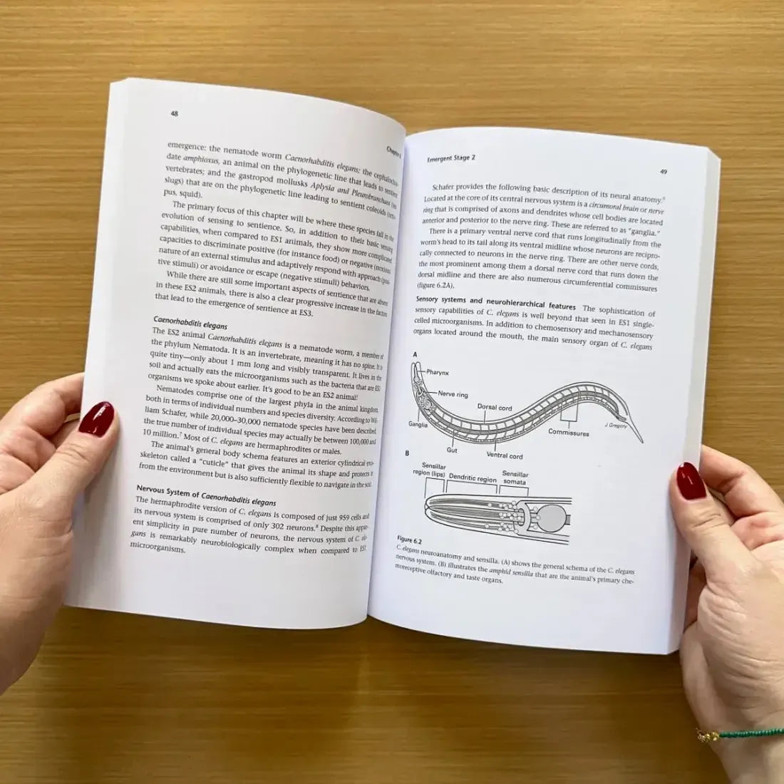 From Sensing to Sentience US - Paperback / softback