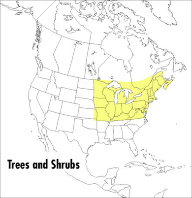 A Peterson Field Guide To Trees And Shrubs-Society/ culture/ social sciences-買書書 BuyBookBook