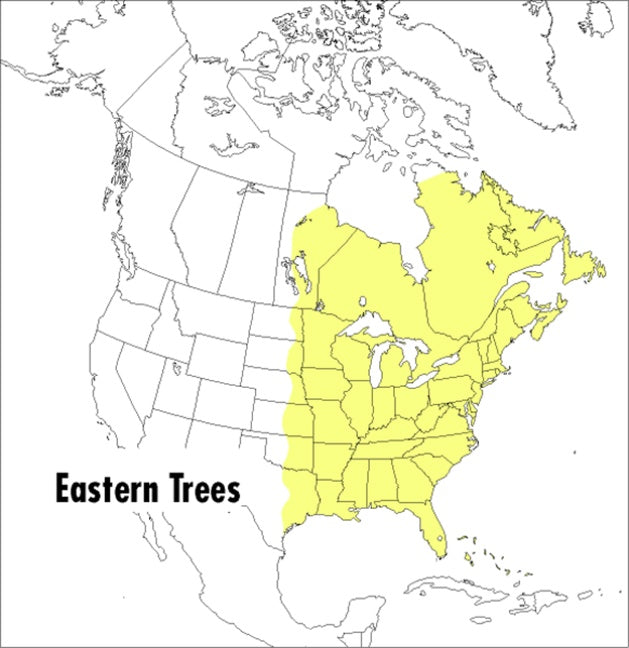 A Peterson Field Guide To Eastern Trees-Art: general-買書書 BuyBookBook
