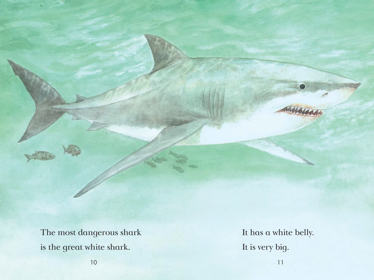 Sharks! US - Paperback / softback