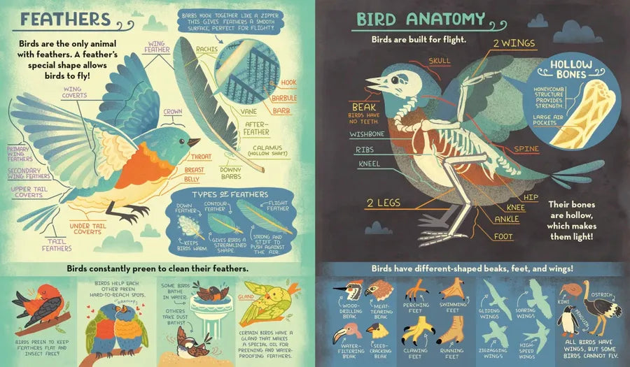 What's Inside A Bird's Nest? US - Hardback (9780593176528)