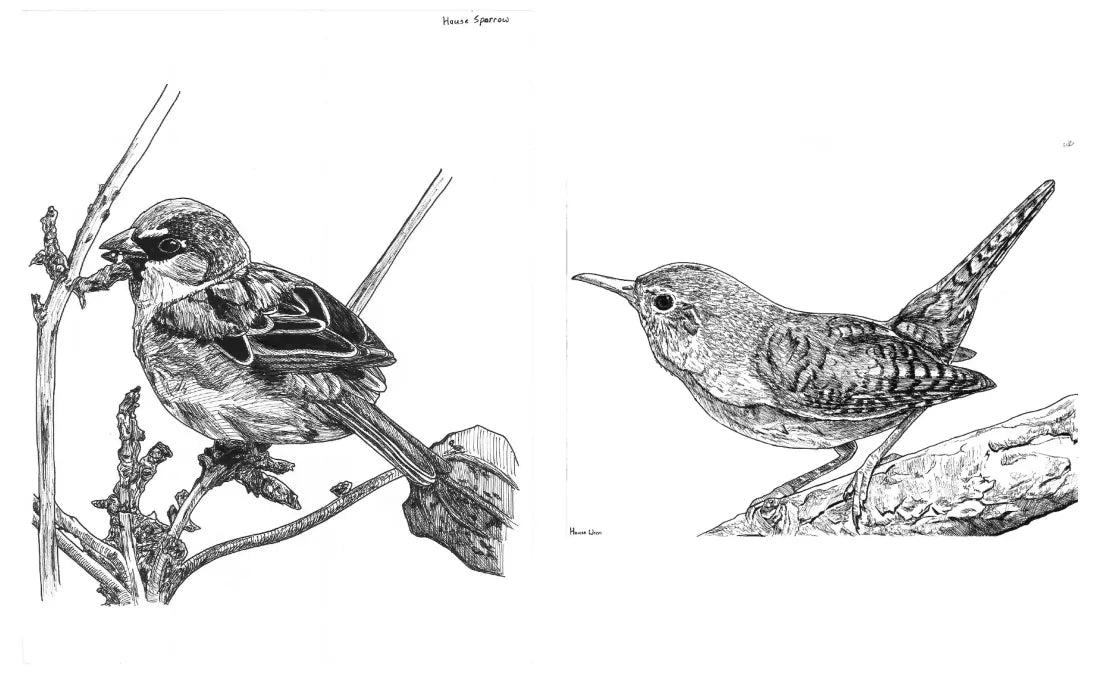 Slow Birding US - Hardback