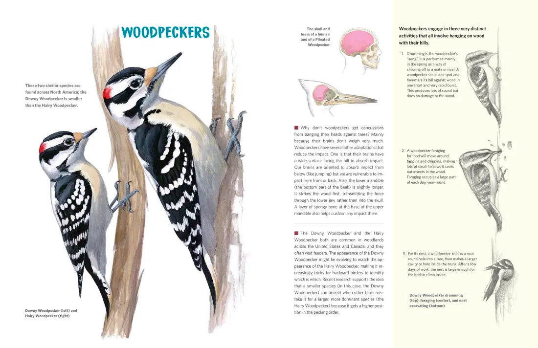 What It's Like to Be a Bird (Adapted for Young Readers) US - Hardback (9780593430187)