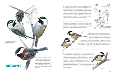 What It's Like to Be a Bird (Adapted for Young Readers) US - Hardback (9780593430187)
