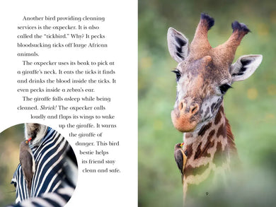Animal Allies US - Paperback / softback