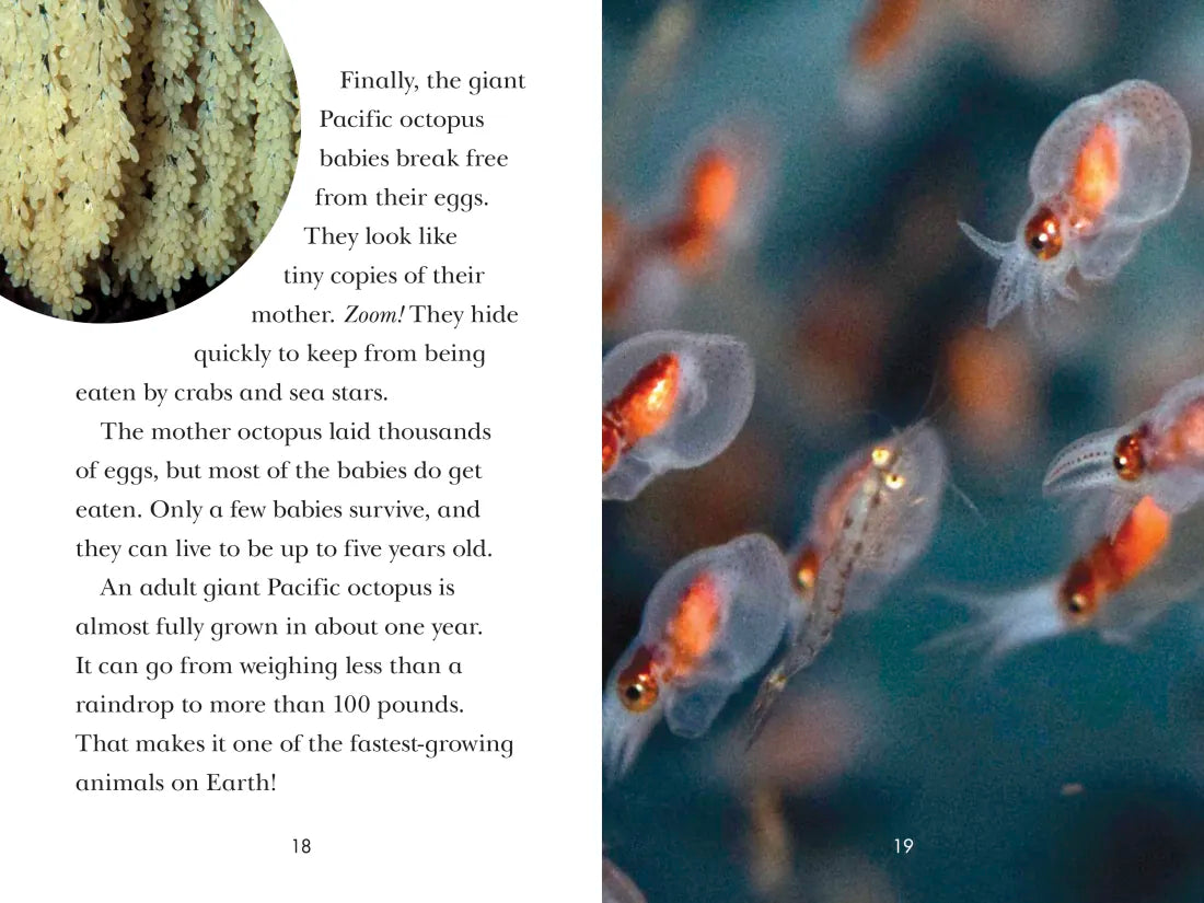 Octopus! US - Paperback / softback