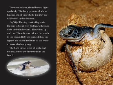 Totally Turtles! US - Paperback / softback