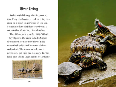 Totally Turtles! US - Paperback / softback