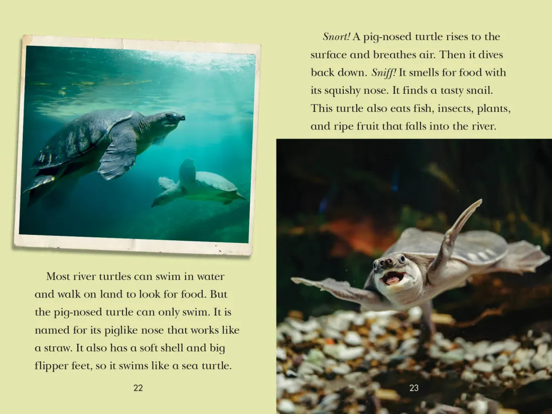 Totally Turtles! US - Paperback / softback