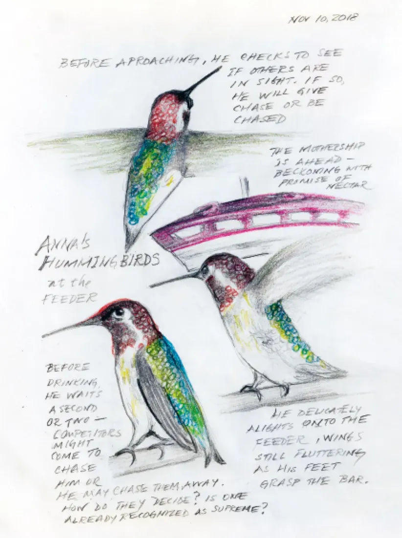 The Backyard Bird Chronicles US - Book