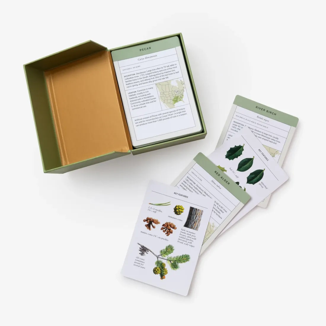 Sibley Tree Identification Flashcards US - Cards