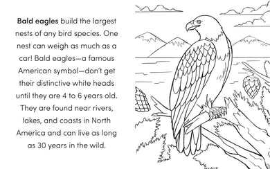 Bird Book for Kids US - Paperback / softback