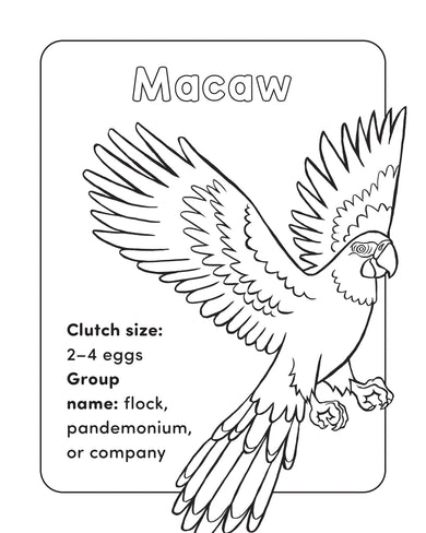 Bird Book for Kids US - Paperback / softback