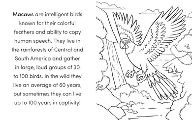 Bird Book for Kids US - Paperback / softback