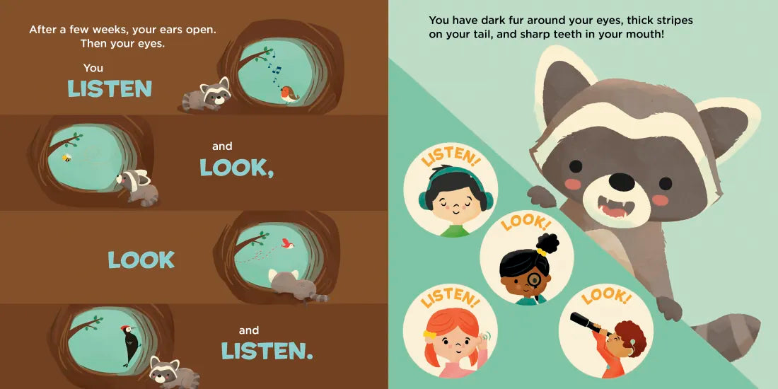 You Are a Raccoon! US - Board book