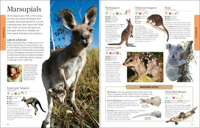 Animals A Visual Encyclopedia US - Hardback