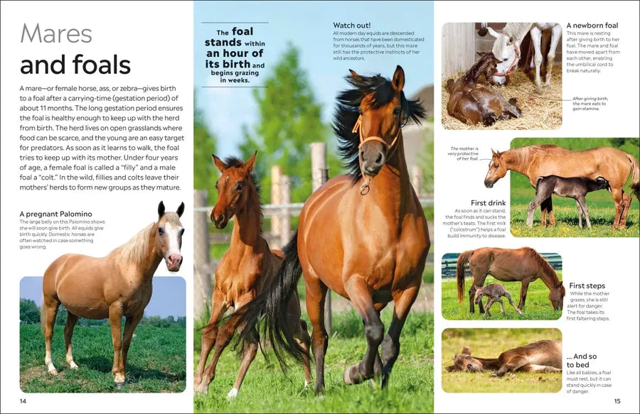 Eyewitness Horse US - Hardback