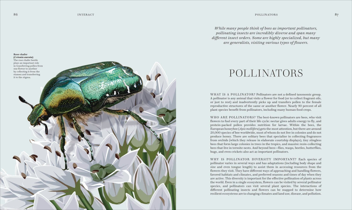 Insects US - Hardback