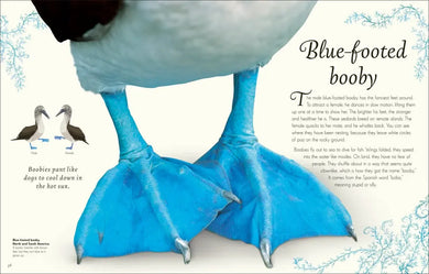 An Anthology of Exquisite Birds US - Hardback