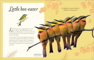 An Anthology of Exquisite Birds US - Hardback
