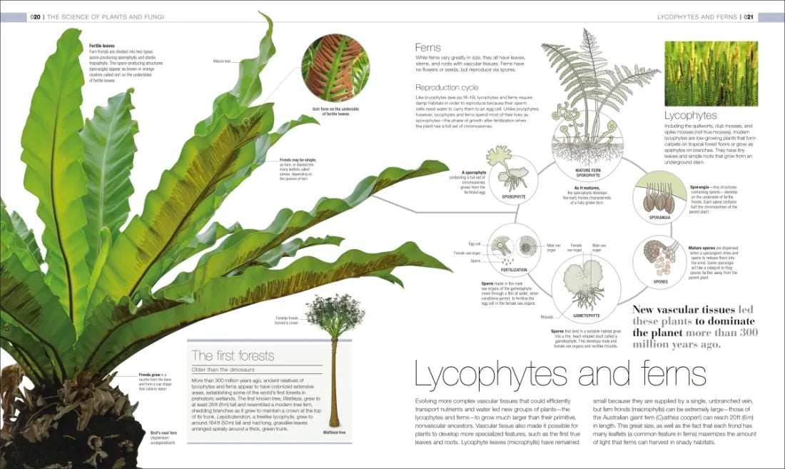 Plants and Fungi US - Hardback