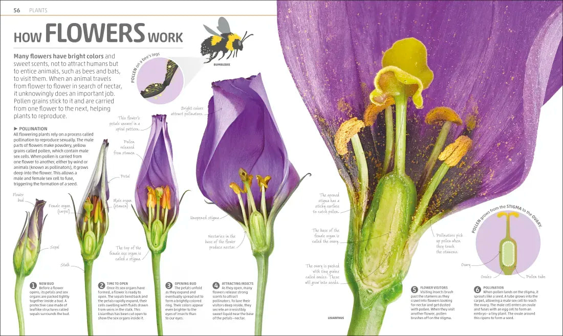 Explanatorium of Nature US - Hardback