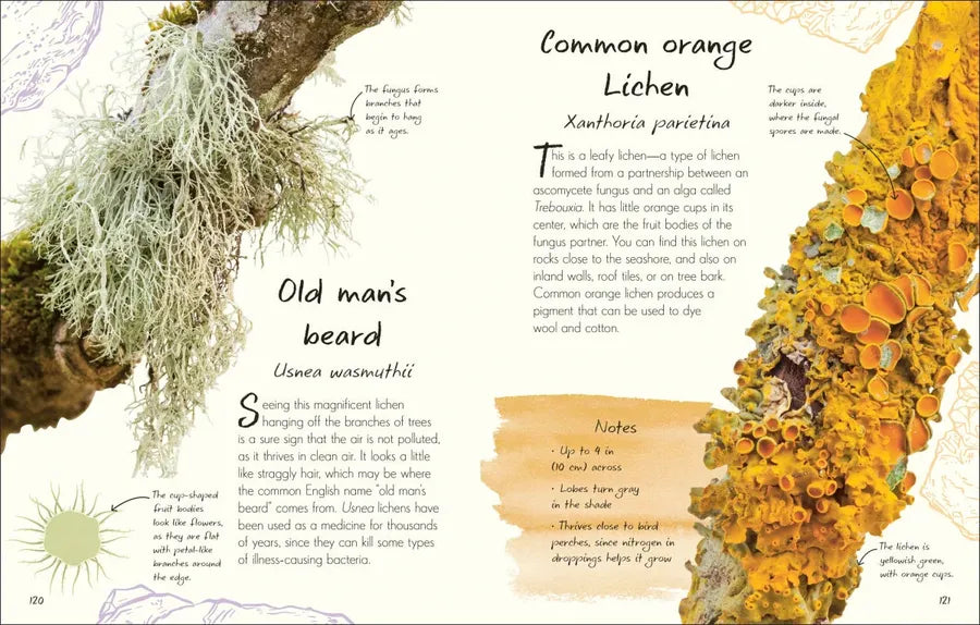 An Anthology of Fungi US - Hardback