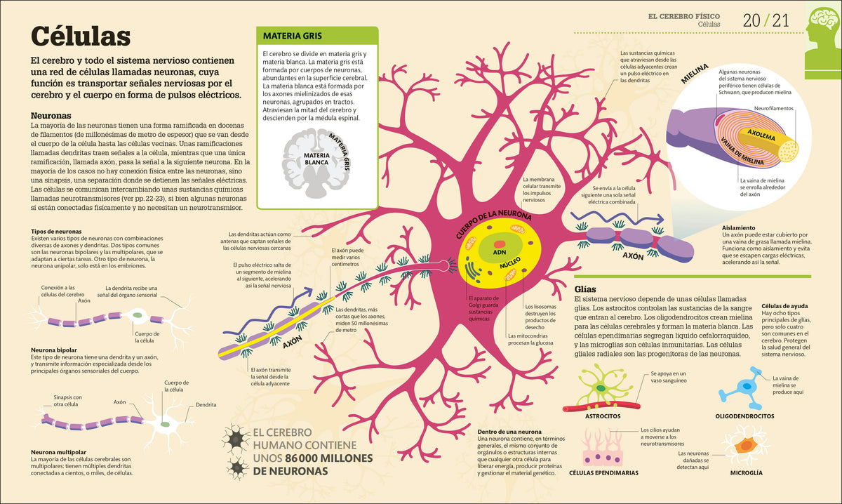 Cómo funciona el cerebro (How the Brain Works) interior 1 (ISBN 9780593847930)