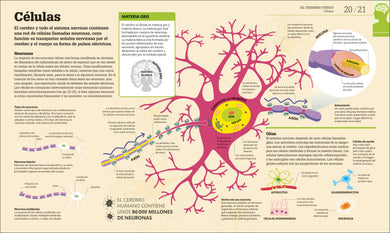 Cómo funciona el cerebro (How the Brain Works) interior 1 (ISBN 9780593847930)