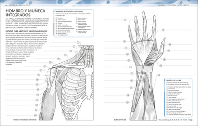 Atlas de anatomía para colorear (The Human Body Coloring Book) interior 1 (ISBN 9780593848098)