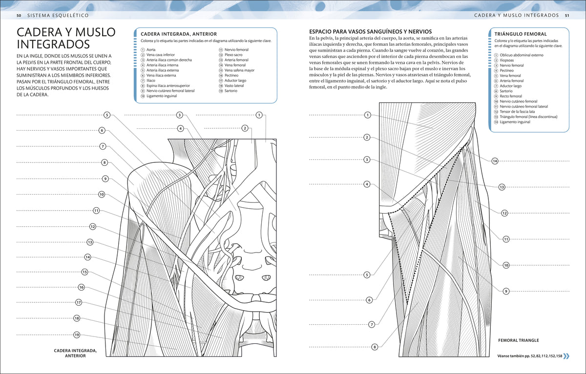 Atlas de anatomía para colorear (The Human Body Coloring Book) interior 2 (ISBN 9780593848098)